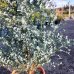 Eukalyptus gunnii (Eucalyptus gunnii) ´AZURA´ - výška 200-250 cm, kont. C18L